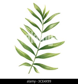 Aquarelle vert dypsis ou branche Cycas avec illustration de feuilles allongées sur fond isolé. Elément de feuille de palmier de plante d'intérieur tropicale pour l'impression Banque D'Images