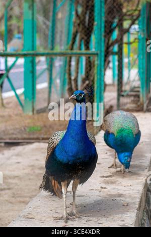 Deux paons vivant dans une cage dans un zoo Banque D'Images