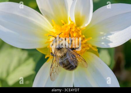 Gros plan d'un bourdon recueillant le pollen d'une fleur blanche avec un centre jaune. Banque D'Images