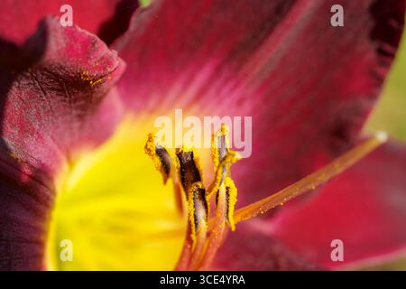 Gros plan d'étamines rouges de diénuphar (Hemerocallis) avec pollen jaune. Banque D'Images