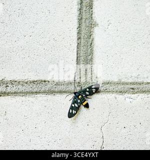 Papillon de nuit à neuf taches sur un mur de briques blanches en gros plan Banque D'Images