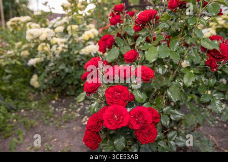 Gros plan de roses rouges vibrantes fleurissant dans le jardin avec un fond flou de roses blanches beauté florale et concept de nature Banque D'Images