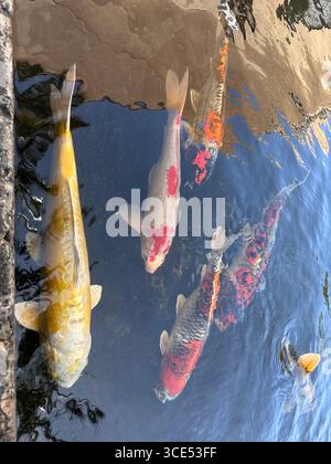 Vue rapprochée de poissons koï colorés, y compris des variétés or, orange-noir et rouge nageant dans un étang clair Banque D'Images