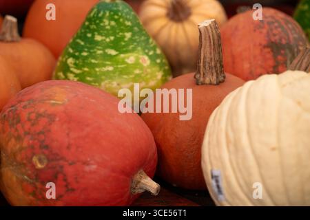 De nombreuses citrouilles colorées différentes se trouvent dans une pile sur un marché de fermiers. Récolte de citrouilles Banque D'Images