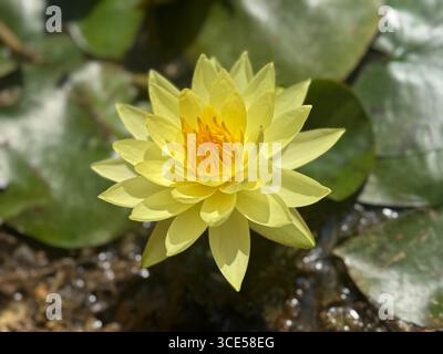 Nénuphar jaune Joey Tomocik Banque D'Images