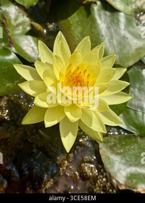 Nénuphar jaune Joey Tomocik Banque D'Images