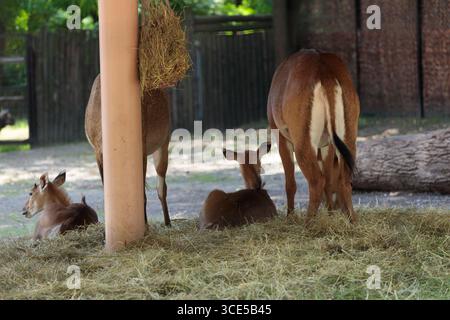 Une scène sereine mettant en scène un groupe de cerfs reposant calmement dans leur habitat, mettant en valeur leur comportement naturel dans un environnement tranquille, magnifiquement Li Banque D'Images