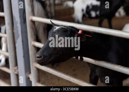 Cette image montre un gros plan d'une chèvre noire avec des marques blanches sur son visage, regardant à travers une porte métallique sur une ferme. Le paramètre inclut des ajouts Banque D'Images
