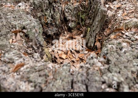 Gros plan d'une souche d'arbre creuse remplie de feuilles mortes sèches, capturée à Middleton place Plantation à Charleston, Caroline du Sud. Banque D'Images
