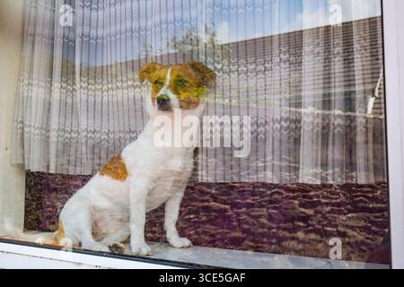 Petit chien dans la fenêtre, Shandon, Cork, County Cork, Munster, Irlande Banque D'Images