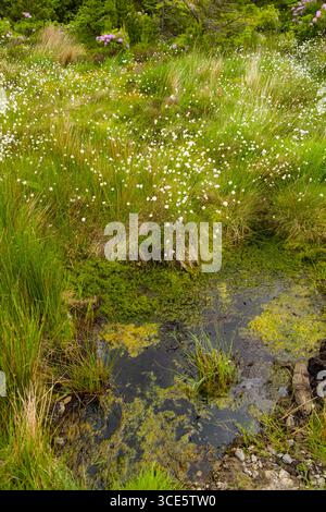 De plus en plus commun de linaigrettes en tourbière de l'Gortarowey Barnarobin, zone de loisirs en forêt, Comté de Sligo, Connacht, Irlande Banque D'Images