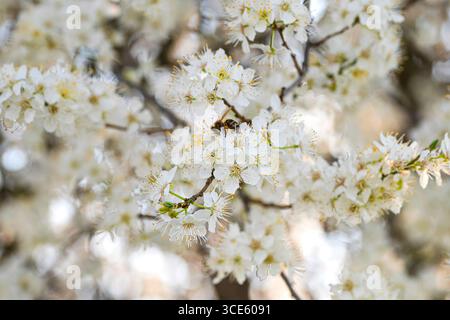 Prune cerise, prune myrobalane (Prunus cerasifera, Prunus myrobalana ; Prunus korolkowii), branche en fleurs Banque D'Images