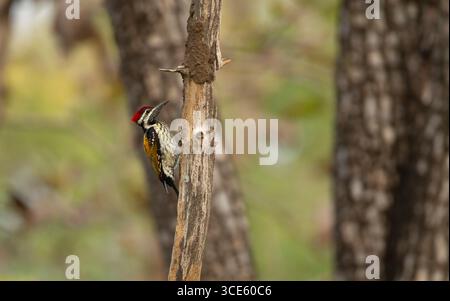 Pic à dos d'or commun, dos d'or commun, dos de flamme commun (Dinopium javanense), perché dans un arbre, Inde, parc national de Pench Banque D'Images