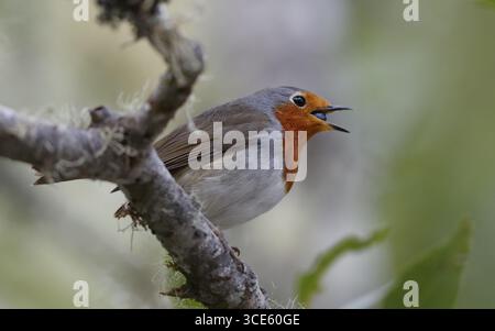 robin de Teneriffe, Îles Canaries robin (Erithacus rubecula superbus, Erithacus superbus), mâle assis sur une branche couverte de lichen, nourrissant une baie, Canary Banque D'Images