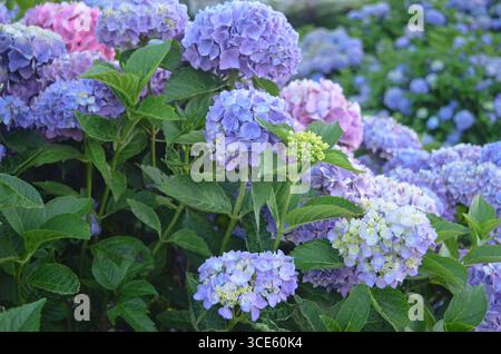 Hortensia bleu Fleurs Banque D'Images