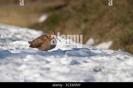 Bécasse eurasienne (Scolopax rusticola), se nourrissant dans la neige, Danemark, Jutland Banque D'Images