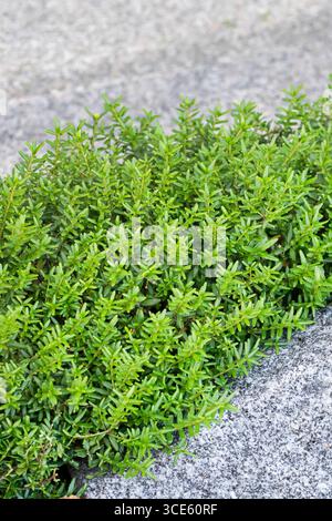 Amoureux de la montagne (Paxistima canbyi), habit, Allemagne Banque D'Images