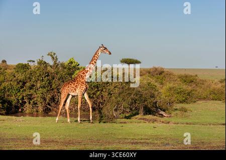 Girafe Masai, girafe Masai, girafe Kilimandjaro (Giraffa camelopardalis tippelskirchi), marcher dans l'arbuste, vue de côté, Kenya, Masai Mara Nati Banque D'Images