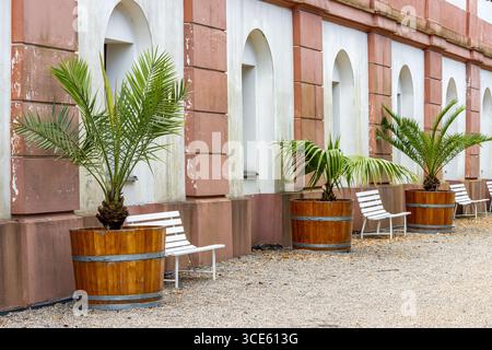 Une rangée de palmiers décoratifs dans des pots en bois avec des bancs blancs le long de la façade décorative d'un bâtiment historique. Banque D'Images