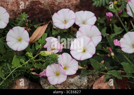 Field Bindweed ou Convolvulus arvensis fleurissant parmi quelques rochers à Green Valley Park à Payson, Arizona. Banque D'Images