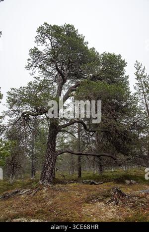 Forêt ancienne de pins écossais près de Grövelsjöns fjällstation dans le comté de Dalarna, dans le centre de la Suède. Banque D'Images