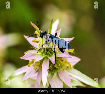 Une grande guêpe noire se trouve au sommet d'une fleur de baume d'abeille tachetée pendant la pollinisation. Vue rapprochée. Banque D'Images