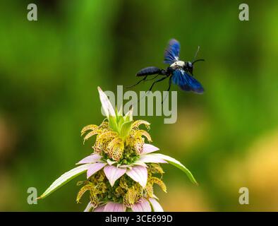Une grande guêpe noire avec du pollen sur son dos et des ailes bleues flottant, volant au large d'une plante de Beebalm tacheté après la pollinisation. Banque D'Images
