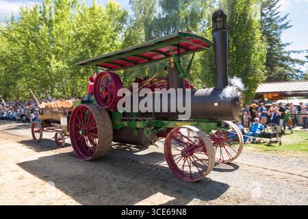 Femme au volant d'une traction à vapeur 1912 Aultman-Taylor moteur au-delà des spectateurs lors de défilé de la grande puissance à l'Oregon, Steam-Up Powerland Herit Banque D'Images