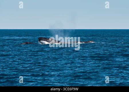 Les baleines migrent vers la région des Kimberley chaque année pour se reproduire et donner naissance dans les eaux plus chaudes - Broome, WA, Australie Banque D'Images
