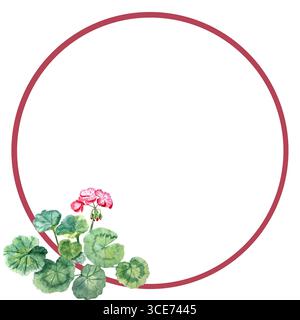 La plante géranium avec des fleurs rose vif et des feuilles arrondies vertes décore un cadre circulaire rouge sur un fond blanc. Aquarelle peint à la main art Banque D'Images