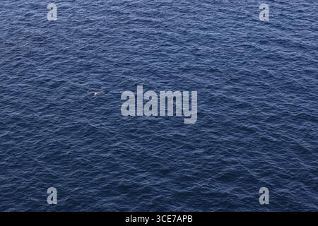 Un seul oiseau glisse au-dessus de la vaste surface ondulante de la mer bleue profonde. La scène paisible capture un sentiment de liberté et de solitude. Banque D'Images