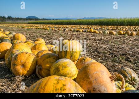 Citrouilles mûres dans un champ fermier pendant la saison de récolte d'automne Banque D'Images