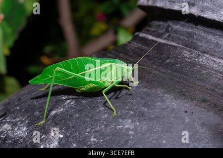 Katydid géant (Stilpnochlora couloniana) sur la feuille de la branche Banque D'Images