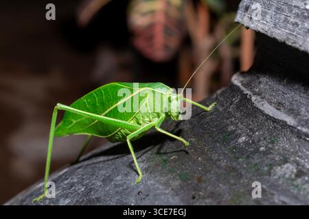 Katydid géant (Stilpnochlora couloniana) sur la feuille de la branche Banque D'Images