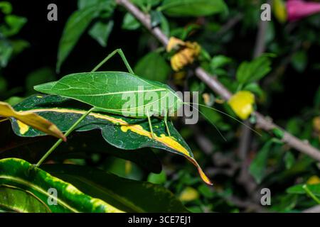 Katydid géant (Stilpnochlora couloniana) sur la feuille de la branche Banque D'Images