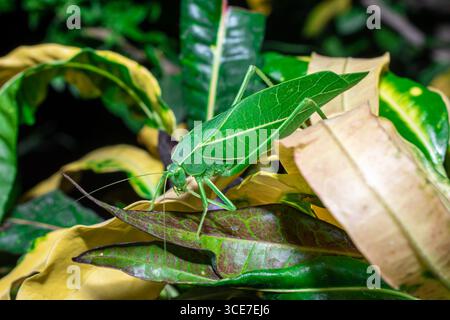 Katydid géant (Stilpnochlora couloniana) sur la feuille de la branche Banque D'Images