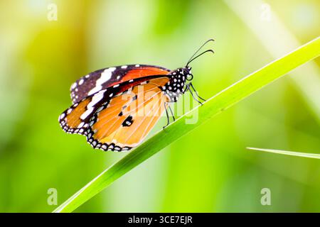Gros plan papillon orange dans l'herbe et fond vert flou, feuilles suspendues de papillon, Un papillon dans la forêt en été, Banque D'Images