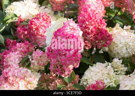 Hydrangea paniculata, Hydrangea paniculata vanille fraise décoration de jardin Banque D'Images