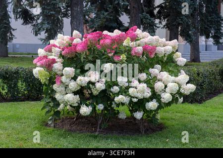 Hydrangea paniculata, Hydrangea paniculata vanille fraise décoration de jardin Banque D'Images