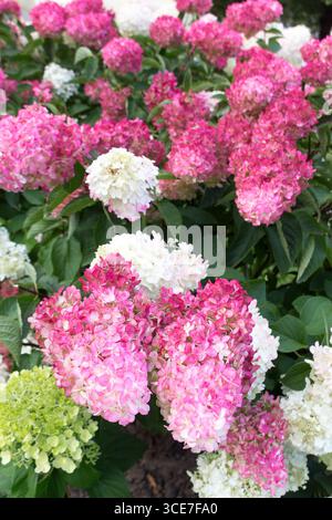 Hydrangea paniculata, Hydrangea paniculata vanille fraise décoration de jardin Banque D'Images