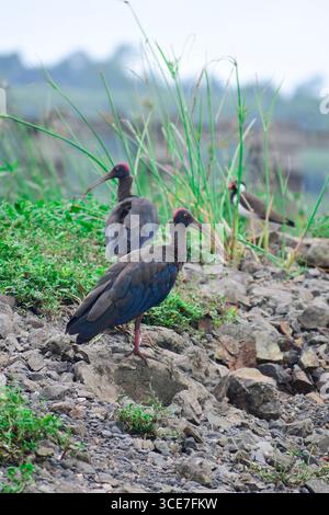 Un gros plan d'un ibis à poil rouge ( pseudibis papillosa ) debout dans le sable sur une rive de rivière Banque D'Images
