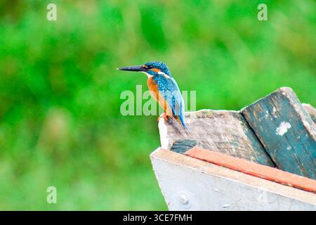Un kingfisher commun est assis dans un bateau en bois sur la rive de la rivière Banque D'Images