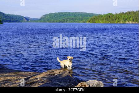 Chien dans l'eau par un lac bleu bordé de sapins. Belle journée ensoleillée. Van-Life Vibe, vacances nature Banque D'Images