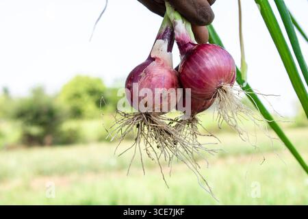 Élevez des oignons frais ou éleveur tenant des oignons frais ou des oignons frais, éleveur debout dans un champ tenant des oignons rouges fraîchement cueillis. Banque D'Images