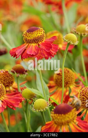 Fleurs d'hélium 'Riverton Gem'. Sneezeweed fleurit dans une bordure herbacée. ROYAUME-UNI Banque D'Images