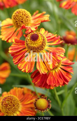 Fleurs d'hélium 'Riverton Gem'. Sneezeweed fleurit dans une bordure herbacée. ROYAUME-UNI Banque D'Images