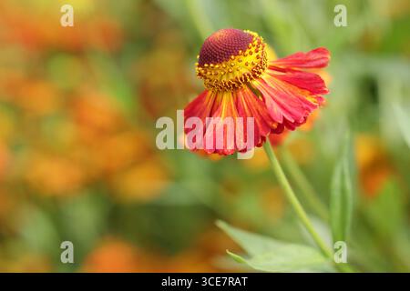 Fleurs d'hélium 'Riverton Gem'. Sneezeweed fleurit dans une bordure herbacée. ROYAUME-UNI Banque D'Images