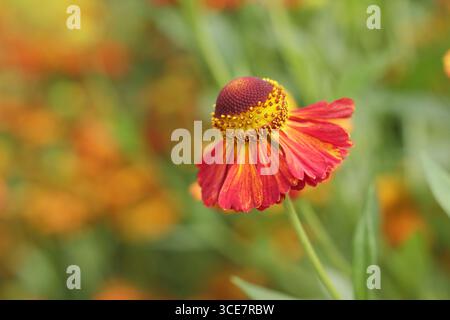 Fleurs d'hélium 'Riverton Gem'. Sneezeweed fleurit dans une bordure herbacée. ROYAUME-UNI Banque D'Images