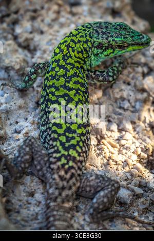 Lézard des murs italien (Podarcis siculus), Sicile Banque D'Images