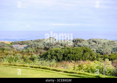 Pebble Beach, Californie - 21 mai 2016 : paysages des liens de la baie espagnole à la station balnéaire Pebble Beach Banque D'Images